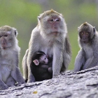 یک کوه قلمرو میمون‌ها