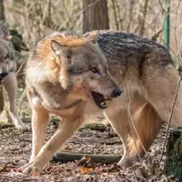 نجات اکوسیستم آمریکا با رها کردن ۱۴ گرگ در پارک یلواستون