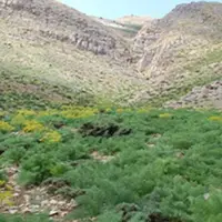 کاشت گیاهان مرتعی در ۳۶۸ هکتار از مراتع شهرستان سمیرم
