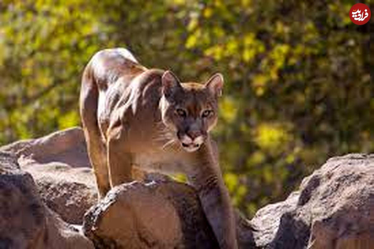 وحشتناک‌ترین صدای حیات وحش!