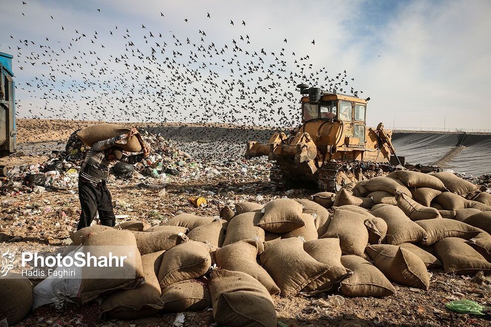 عکس/ معدوم سازی ۹۲ تُن بادام زمینی کپک زده در مشهد