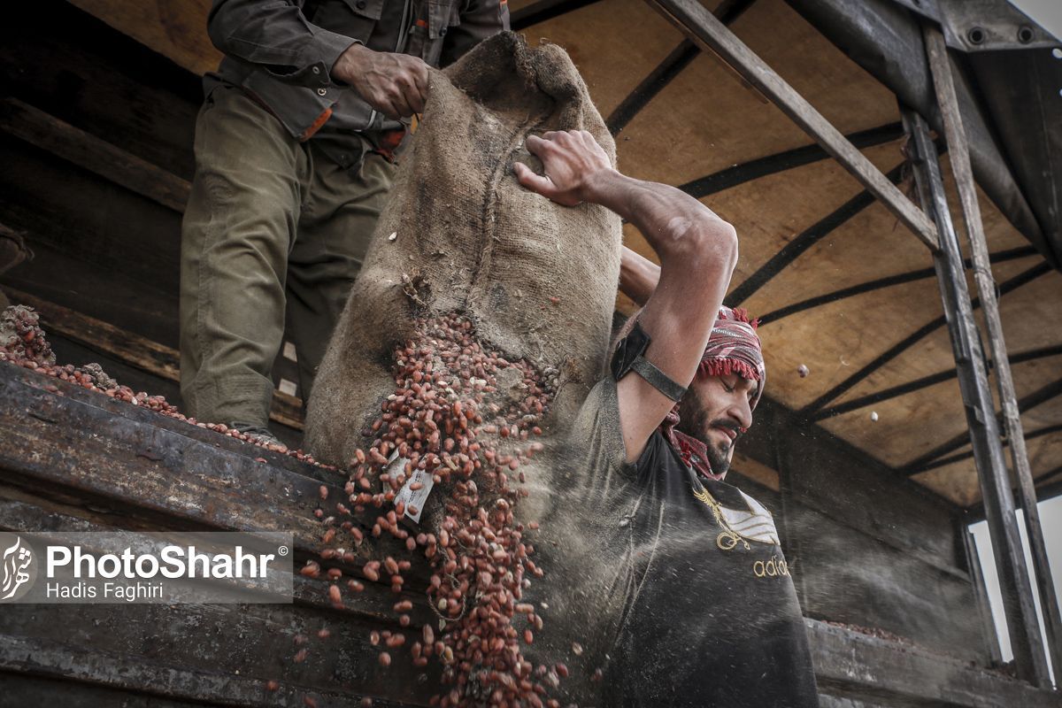 عکس/ معدوم سازی ۹۲ تُن بادام زمینی کپک زده در مشهد