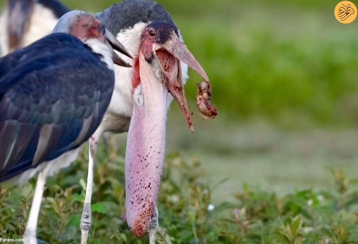 وقتی لک‌لک یک گوزن را می‌بلعد!