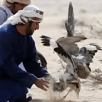 هشدار محیط‌زیست درباره خطر انقراض پرنده هوبره در ایران