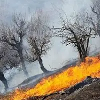 ۲۵۰ هکتار از جنگل و علفزار گچساران در آتش سوخت!