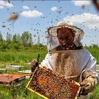 تولید بیش از ۱۳۰ تن عسل در کبودراهنگ