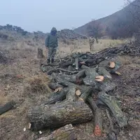 یک گروه قاچاقچی چوب در طالقان دستگیر شدند