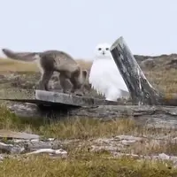 بازیگوشی دیدنی یک روباه در مقابل جغد قطبی