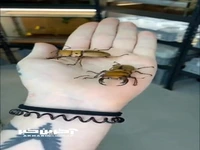 ویدیویی کوتاه از آنباکسینگ حشرات