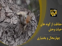 وضعیت سنجاب ایرانی در زاگرس