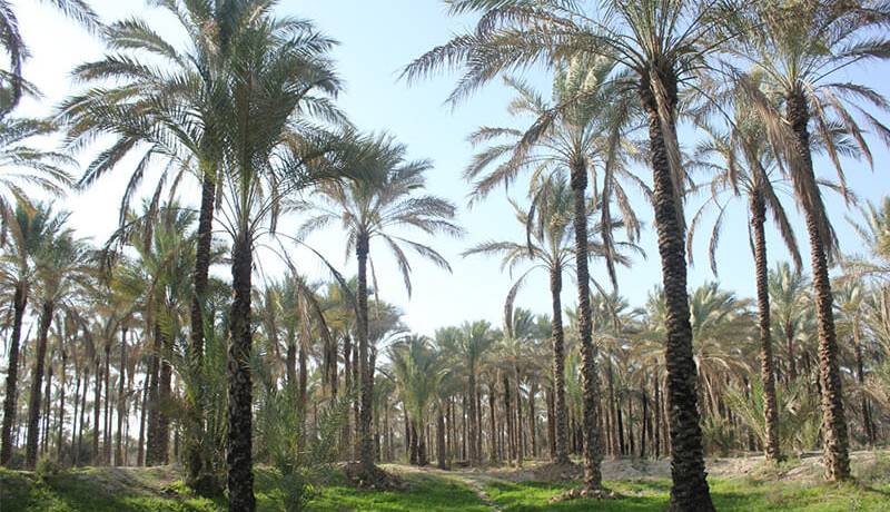 تصاویری زیبا از نخلستان‌های عُمار اهرم