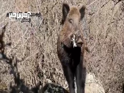 گراز در حیاط وحش “چلاو” مازندران