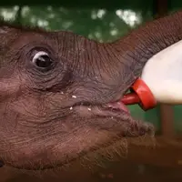 شیر دادن به بچه فیل ها با بطری