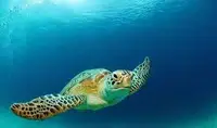 رهاسازی نوزادان لاک‌پشت سبز دریایی در سواحل مَکُران