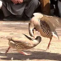 گردهمایی چند صد نفری نزاع کبک‌ها در بوکان منحل شد