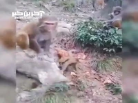 انتقام‌گیری دردناک یک میمون؛ چشم در برابر چشم، بچه در برابر بچه!