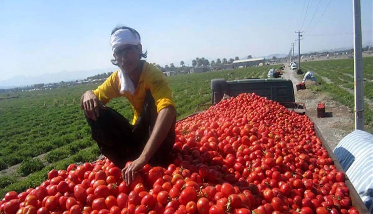 رشد 319 درصدی قیمت گوجه فرنگی در دولت رئیسی