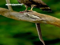 میل کردن یک مار فوق العاده سمی توسط عقاب مارخور کاکلی!