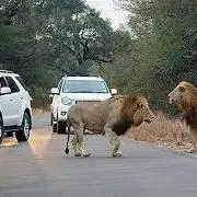 غافلگیر شدن پدر و دختر هندی در جاده با ظاهر شدن شیر!
