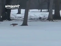 شکار شدن سنجاب توسط روباه