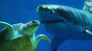 کوسه ای که جان لاک پشت را نجات داد!