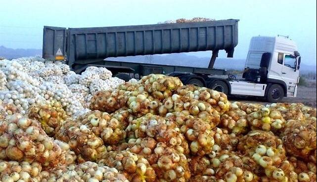 کاهش عوارض صادراتی پیاز و گوجه فرنگی زراعی