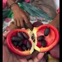 میوه هایی شبیه به انار در بنگلادش که داخل آن خرماست!