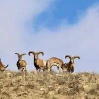 افزایش 20 درصدی گونه‌های سرشماری‌شده پستانداران در کرمانشاه