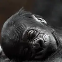 تولد یک نوزاد گوریل در معرض انقراض در باغ وحش پراگ