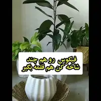 یک تیر و دو نشون برای رشد گیاه فیکوس 