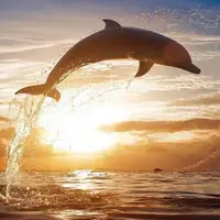لحظه زیبای موج سواری دلفین ها در کنار انسان