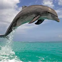  پرش بلند یک دلفین در قایق گردشگران جزیره هنگام