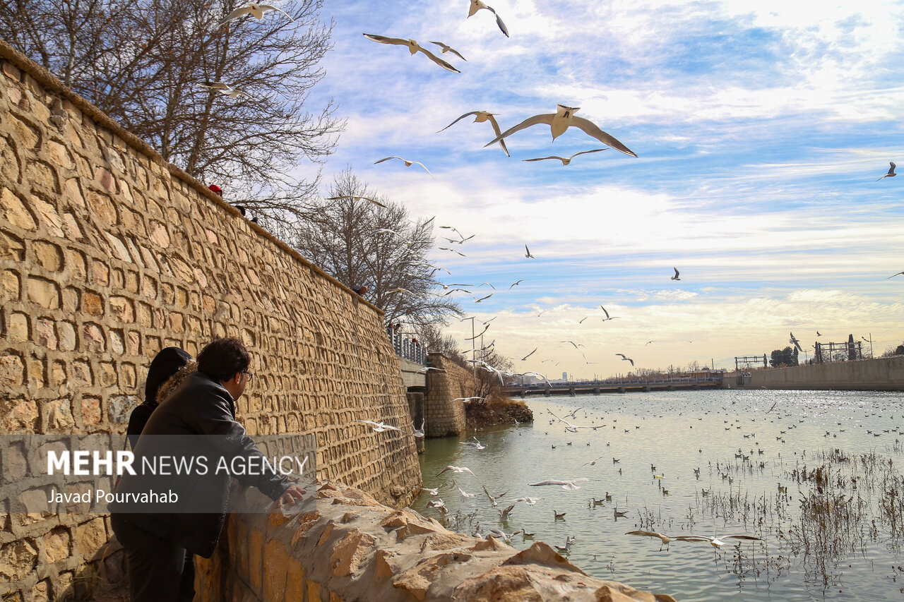 عکس/ مرغان دریایی مهمان‌های شیراز