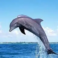 پرش بلند یک دلفین و افتادن در قایق گردشگران 