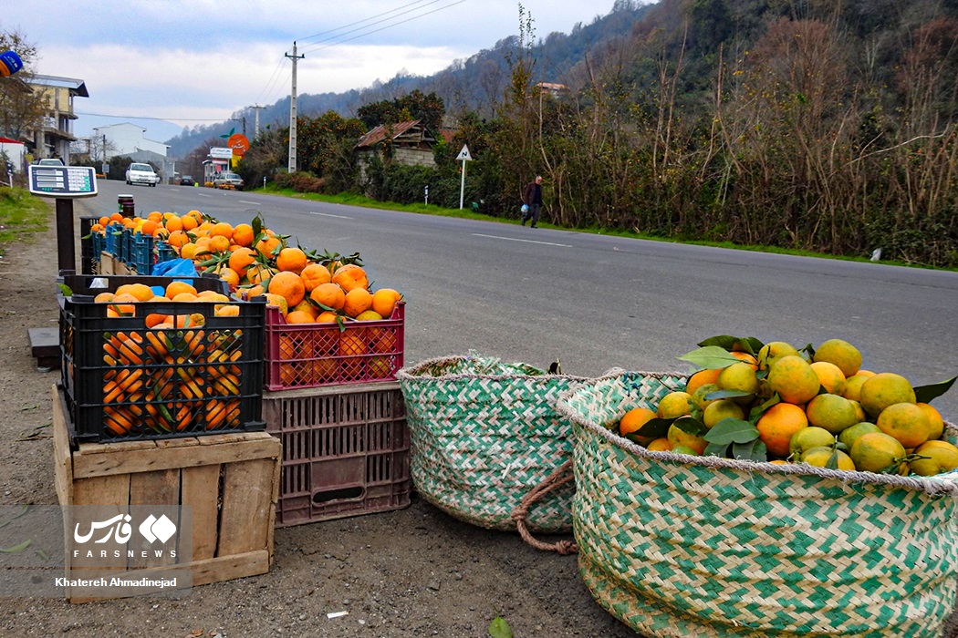 عکس/ پرتقالِ محصول یکی از روستاهای توریستی لنگرود