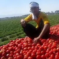 ماجرای دوباره گوجه جنوب، تعرفه و گرفتاری کشاورزان!