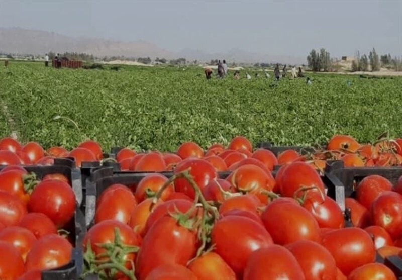 برداشت گوجه‌فرنگی از زمین‌های کشاورزی بندرعباس آغاز شد