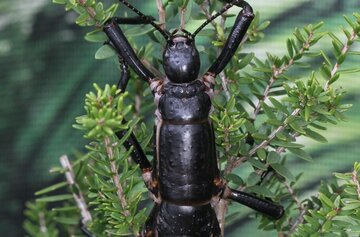 گوناگون/ تنها ۲۰ تا ۳۰ عدد از این حشره در دنیا وجود دارد!