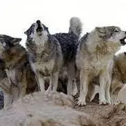 گله گرگ ها در 