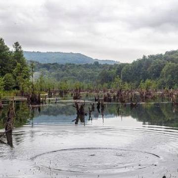 دریاچه ارواح طبیعتی شگفت انگیز و ترسناک در جنگل های مازندران