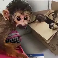 کشف ۵ بچه میمون قاچاق در یک کوله پشتی