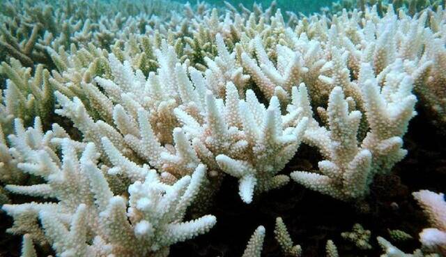 کاهش خطر انقراض مرجان‌ها با نانوذرات طلا