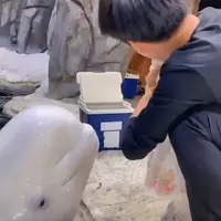 ارتباط گرفتن گردشگران با دلفین زیبای سفید رنگ