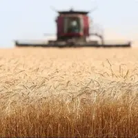 قیمت گندم در ایران بالاتر از نرخ جهانی با دلار ۵۵ هزار تومان