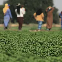 هزاران کشاورز خوزستانی در معرض ورشکستگی!