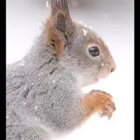 کلیپی دیدنی از سنجاب در برف 