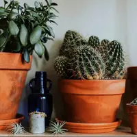 شیک ترین گیاهان آپارتمانی مقاوم به کم آبی