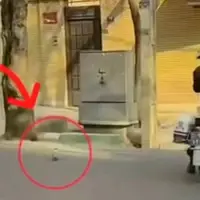 اقدام زیبای پلیس راهور تهران برای نجات یک کبوتر 