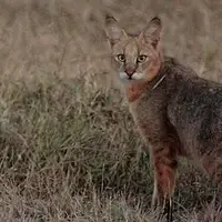 مشاهده و ثبت یک گربه جنگلی در کازرون