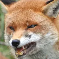 روش شکار جالب توسط روباه گرسنه در برف